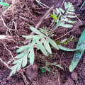 Grevillea