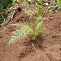 Grevillea