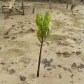 Weiße Mangrove