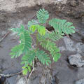 Albizia