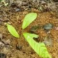 Cacaotier