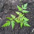 Neem