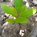 White Mangrove
