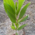 Acacia Mangium