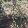 Cork Oak