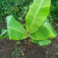 Banano