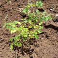 Moringa