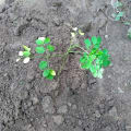 Moringa