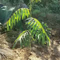 Tephrosia
