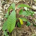 Cacao