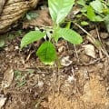 Cacao