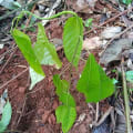 Cacao