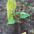 Cacaotier