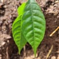 Cacao
