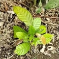 Cacao