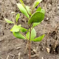 White Mangrove