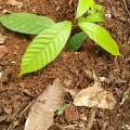 Cacao