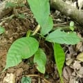 Cacao