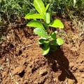 Citronnier de Corylus