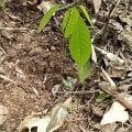 Cacao