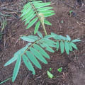 Tephrosia