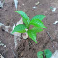 My Kenya Tree