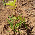 Tephrosia