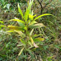 Acacia Mangium