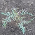 Grevillea