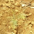 Grevillea