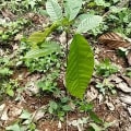 Cacao