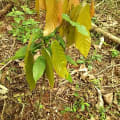 Cacao