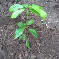 Cacao