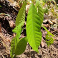 Cacao