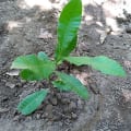 Cashew