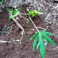 Papaya