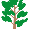 White Poplar