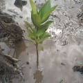 Mangrovia Rossa