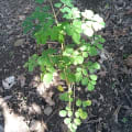 Moringa