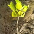 White Mangrove