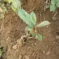 Beautyroot