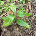 Cacao