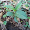 Guava