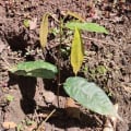 Cacao