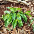 Hoffi Coffi