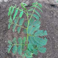 Acacia Polycantha