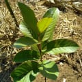 Guayaba