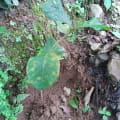 Jackfruit