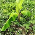 Banane
