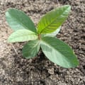 Guava